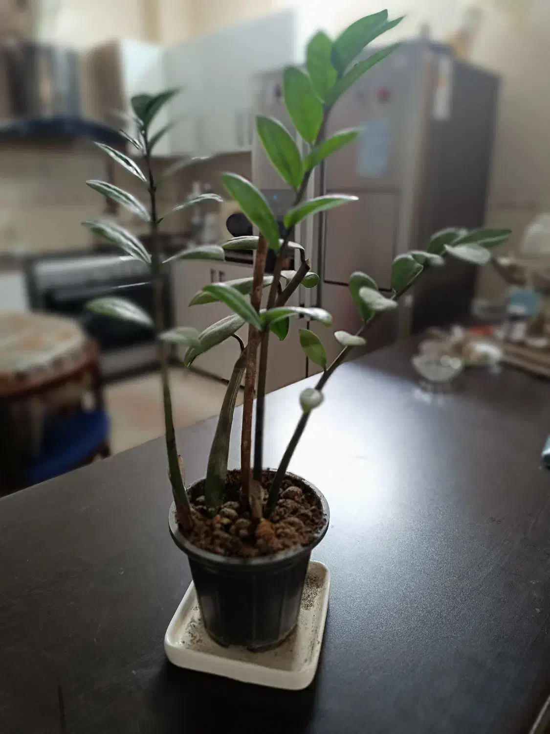 فروش گل های آپارتمانی|گل و گیاه طبیعی|اصفهان, آفاران|دیوار