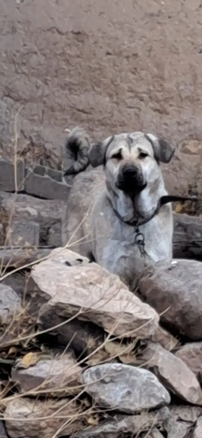 واگذاری خوشتیپ ۱۶ ماهه سگ ماده پژدر عراقی قد ۷۸|سگ|اردبیل, |دیوار