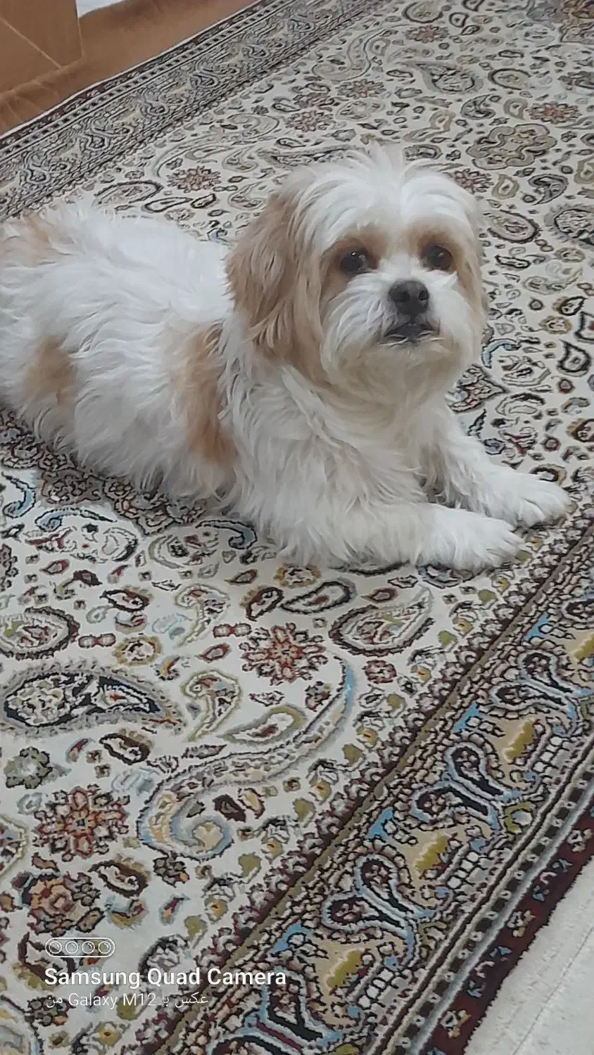 فروش سگ شیتزو|سگ|شهرکرد, |دیوار