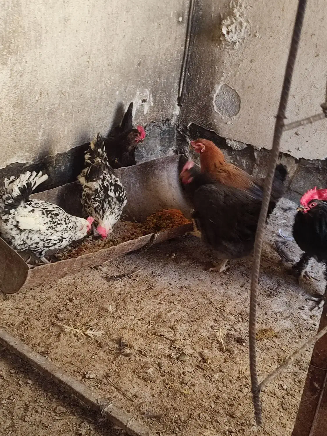 مرغ و خروس|حیوانات مزرعه|ساوه, |دیوار