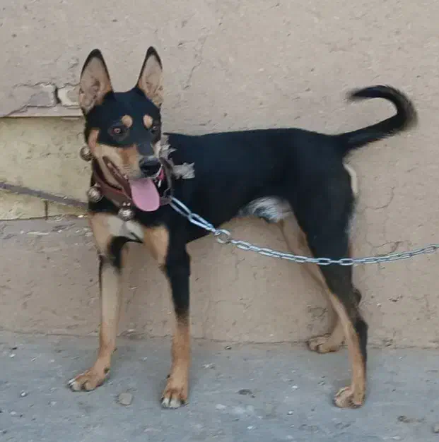 گمشده ...|حیوانات|تایباد, |دیوار