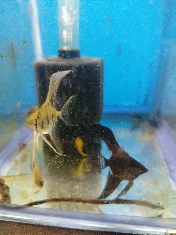 آکواریود|ماهی|باسمنج, |دیوار