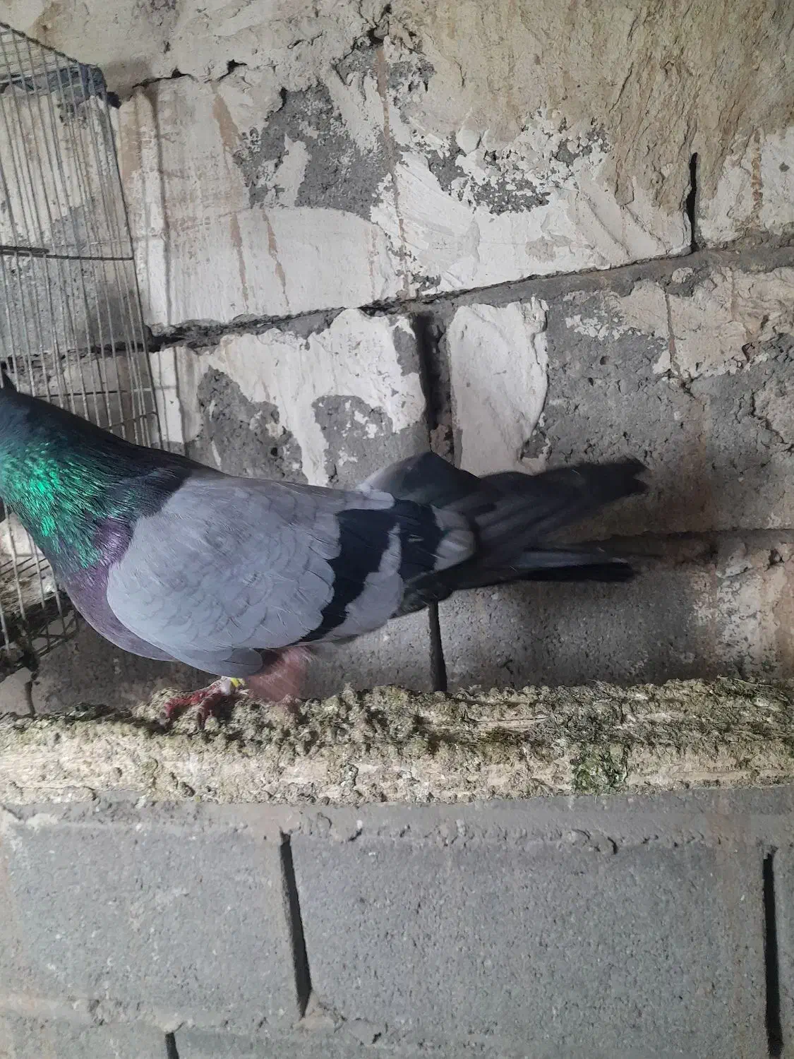 سبز نر|پرنده|ملکان, |دیوار