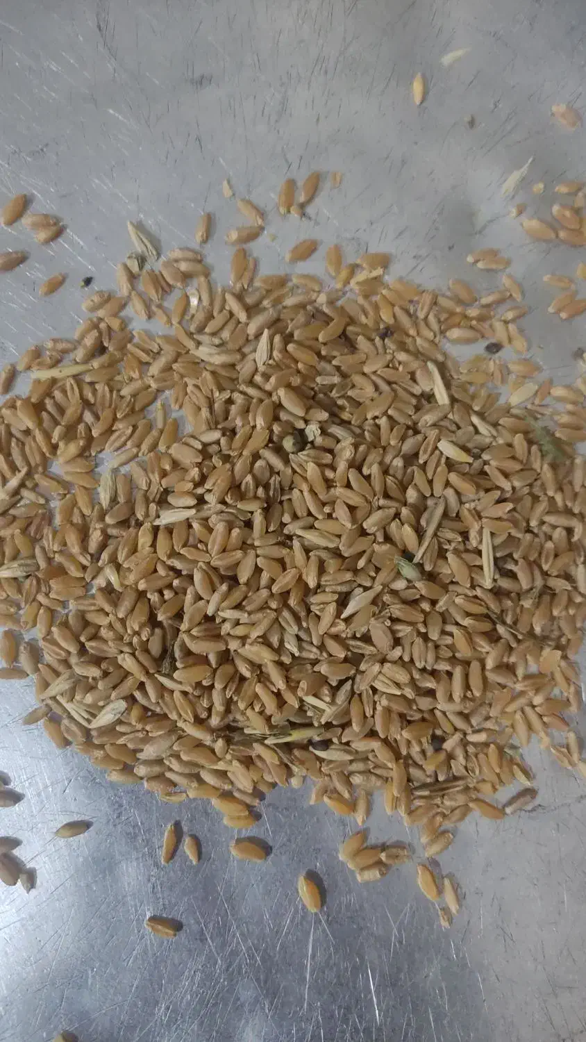 گندم فروشی|لوازم جانبی حیوانات|مرودشت, رامجرد یک|دیوار