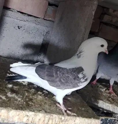 گمشده|پرنده|ایرانشهر, |دیوار