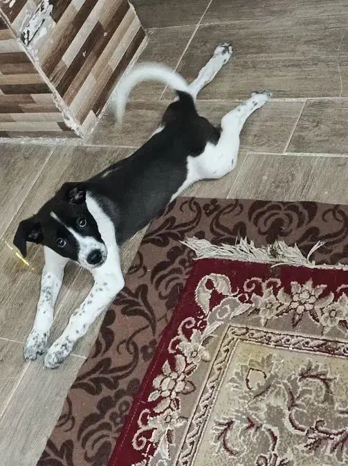 دومیلیون مژدگونی برای سگ گمشدم|سگ|خرمشهر, |دیوار