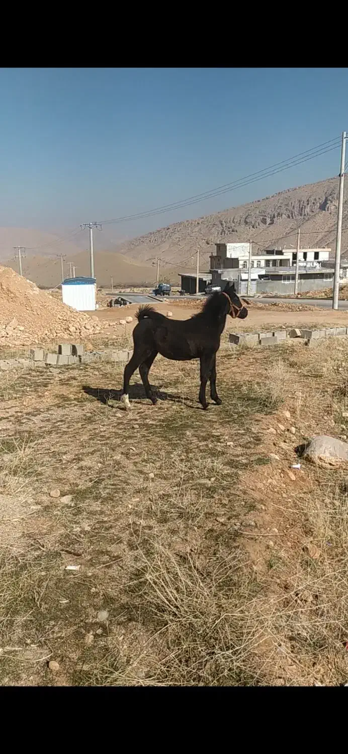 کره اسب نریون|اسب و تجهیزات اسبسواری|پادنا, |دیوار