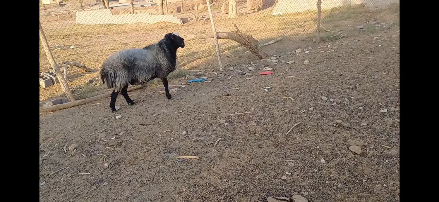 قوچ توخمی|حیوانات مزرعه|زاویه, |دیوار