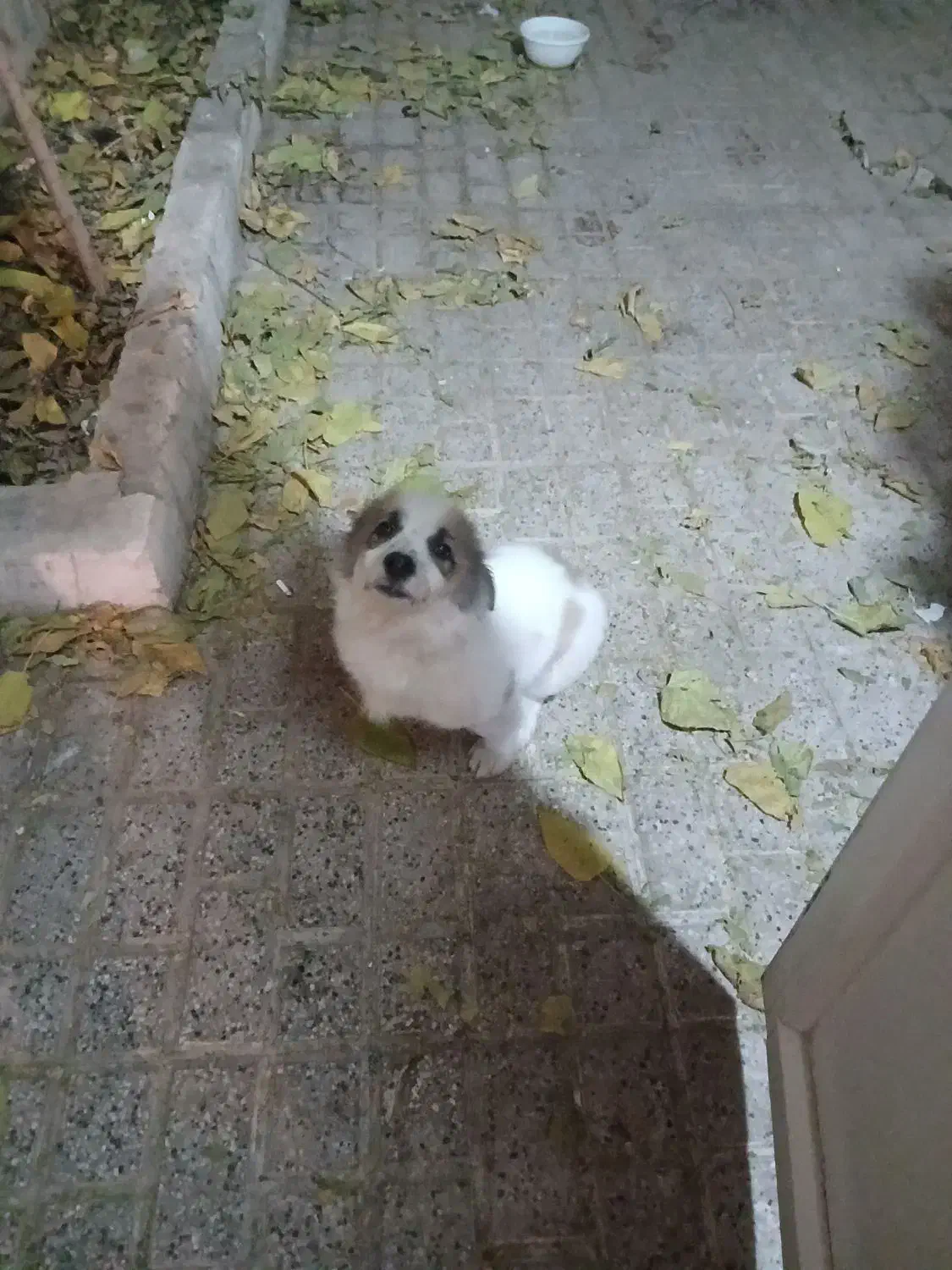 سگ خونگی پاکوتاه|سگ|مشهد, آزادشهر|دیوار