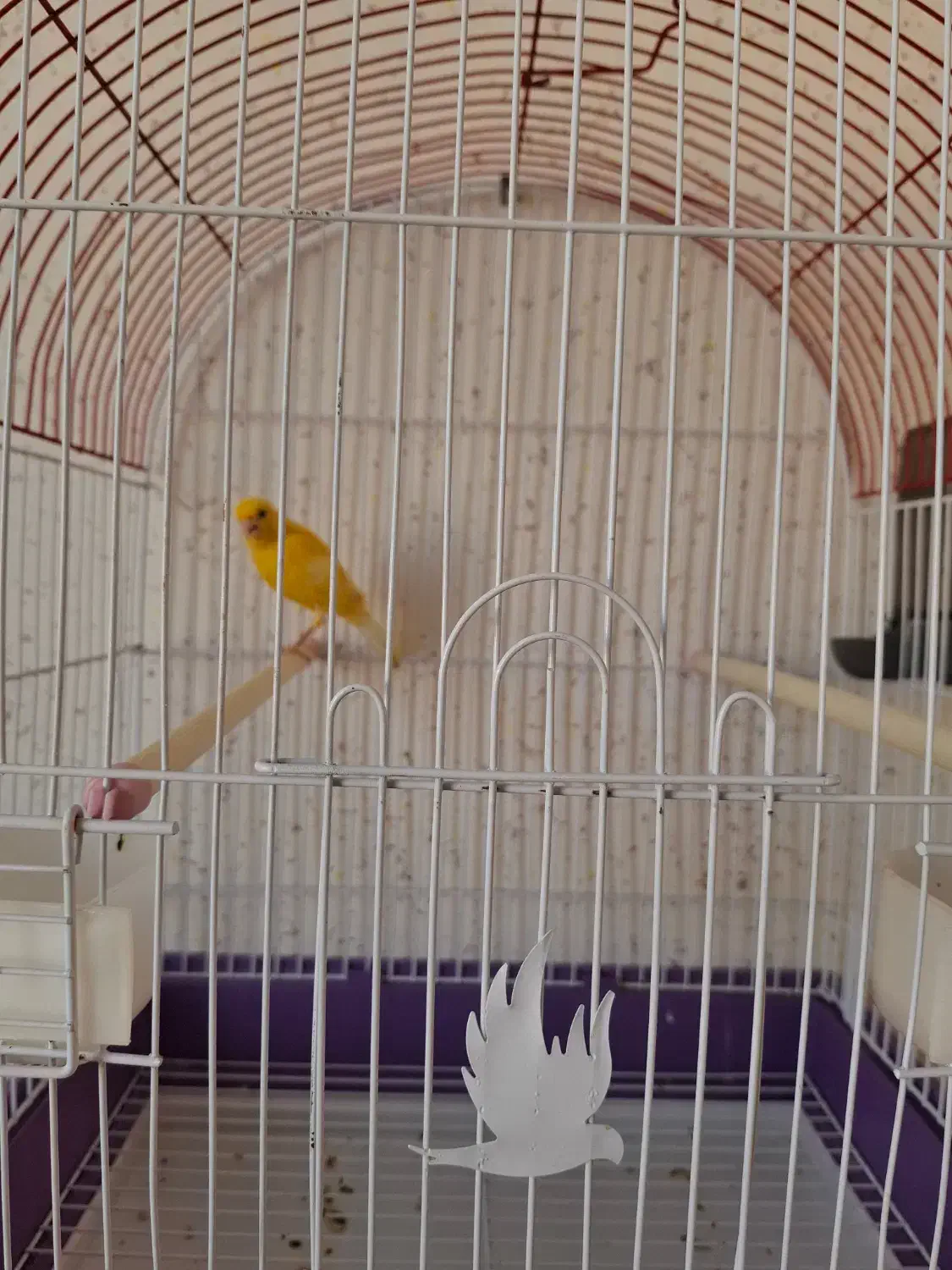 قناری نر|پرنده|سرپل ذهاب, |دیوار