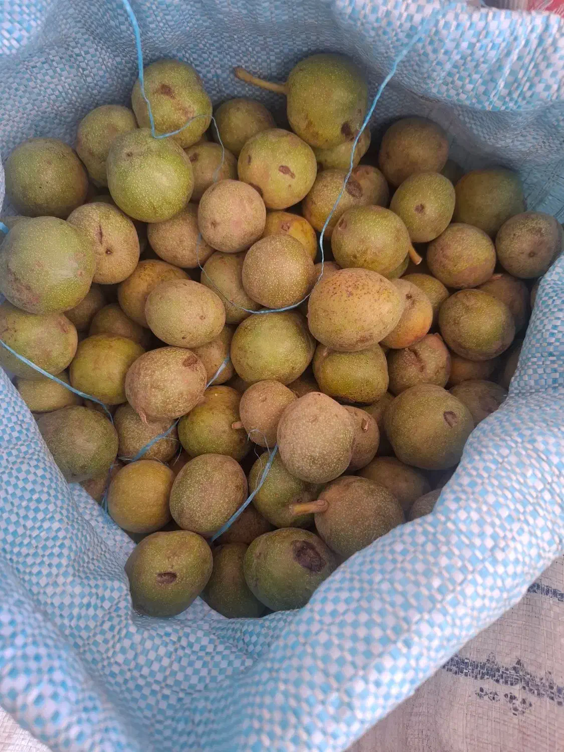 گردو لرستان عمده|خدمات باغبانی و درختکاری|تهران, آبشار تهران (دریاچه)|دیوار