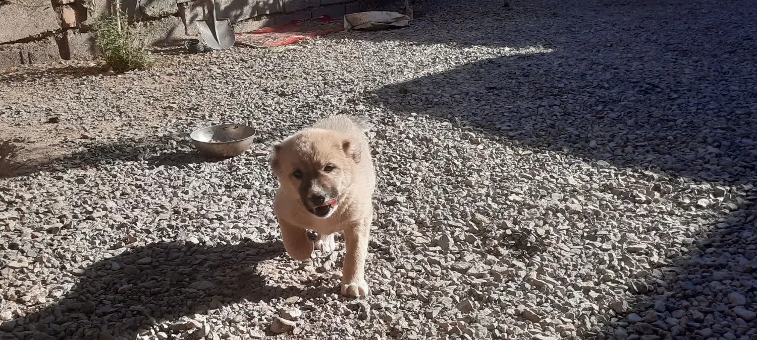 کوچوک|سگ|تایباد, |دیوار