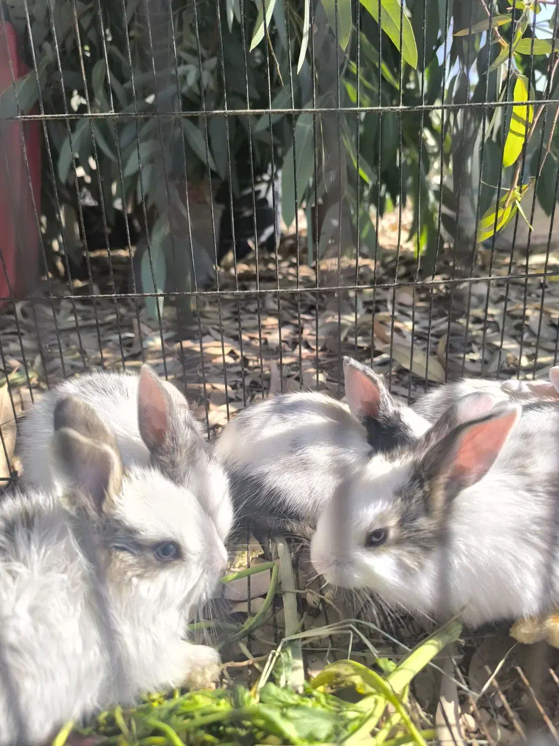 خرگوش|موش و خرگوش|شوشتر, |دیوار