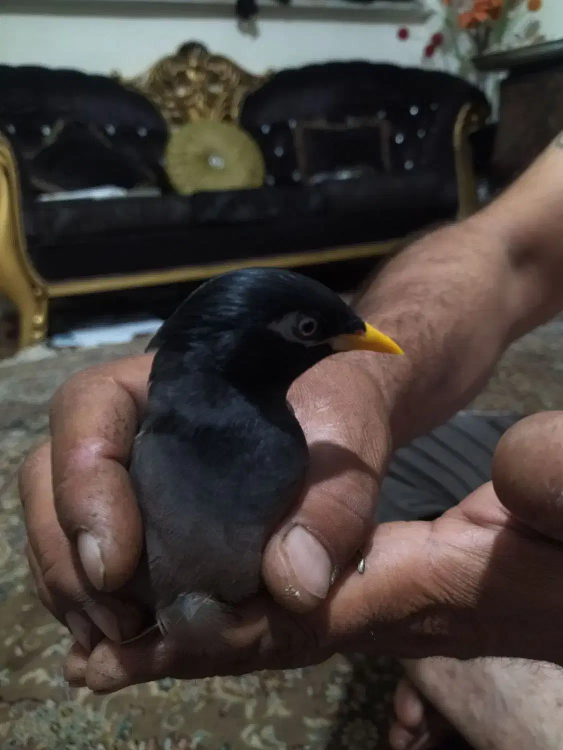 مینا زرنگ و باهوش|پرنده|سبزوار, هویزه|دیوار