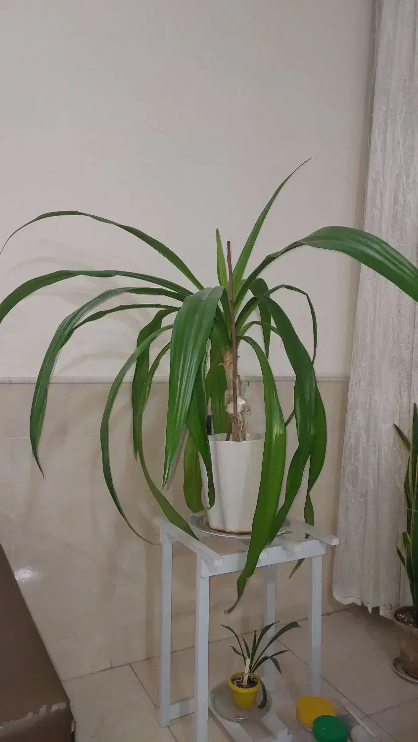 گل سوسن و سانسوریا|گل و گیاه طبیعی|کاشان, فاز ۱ ناجی آباد|دیوار