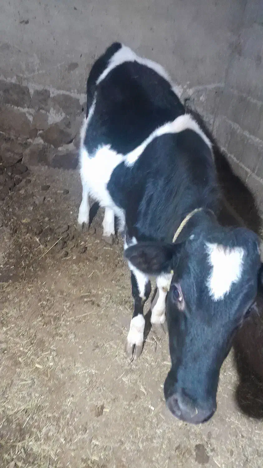 گاو|حیوانات مزرعه|انگوت, |دیوار