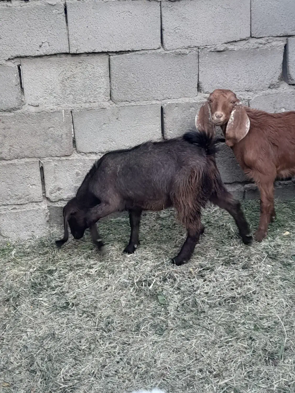 دوتا کره دوقلو|حیوانات مزرعه|ریگان, |دیوار