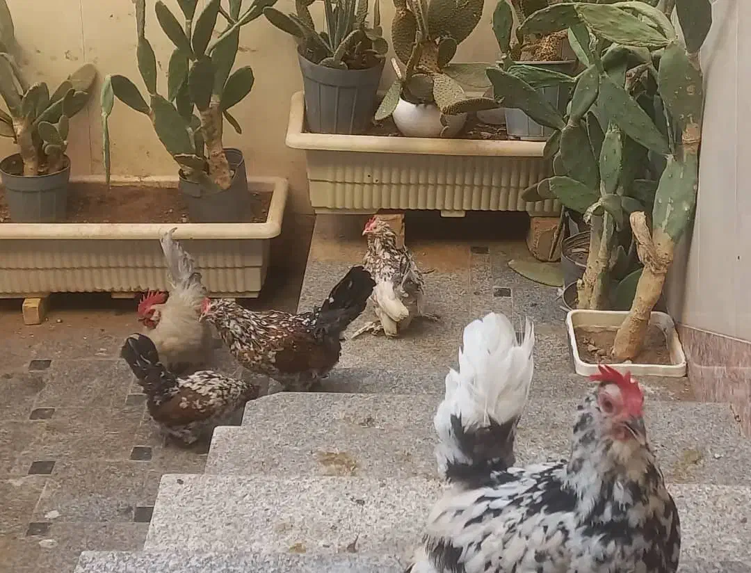 تخم نطفه دار بلژیکی|حیوانات مزرعه|قم, شهرک سازمان آب|دیوار