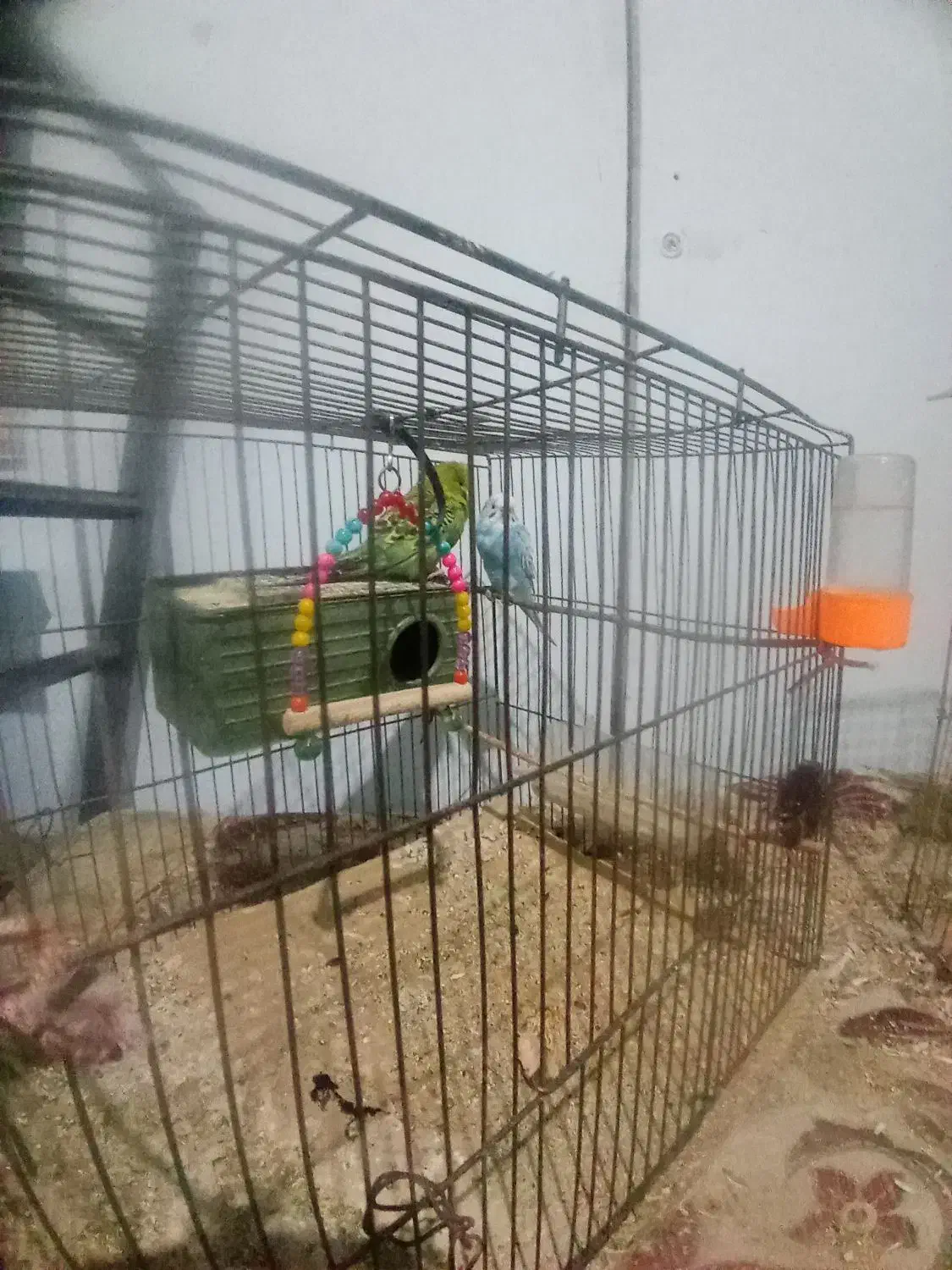 700 هزارتومن|پرنده|بم, |دیوار