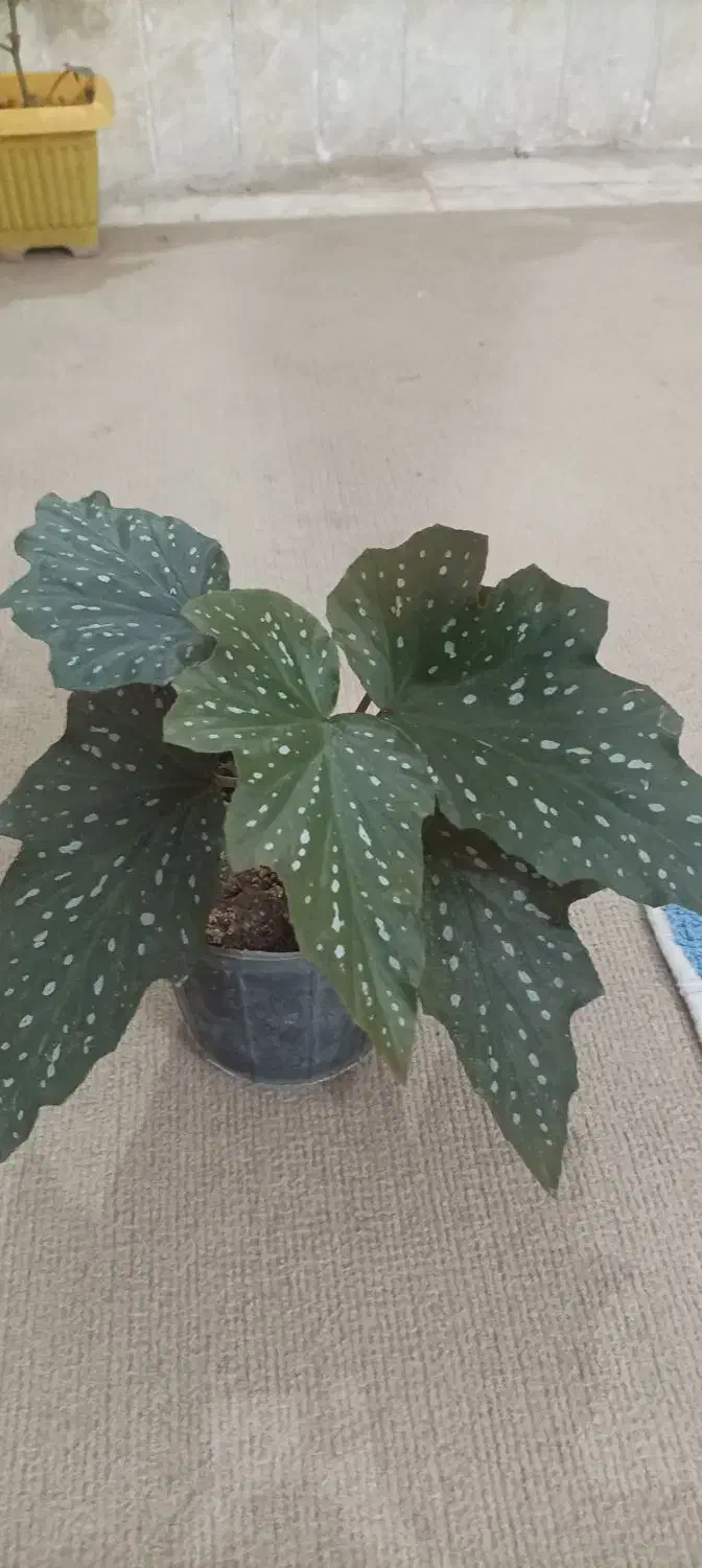 فروش انواع گل و کاکتوس و آپارتمانی و طبیعی|گل و گیاه طبیعی|فسا, |دیوار