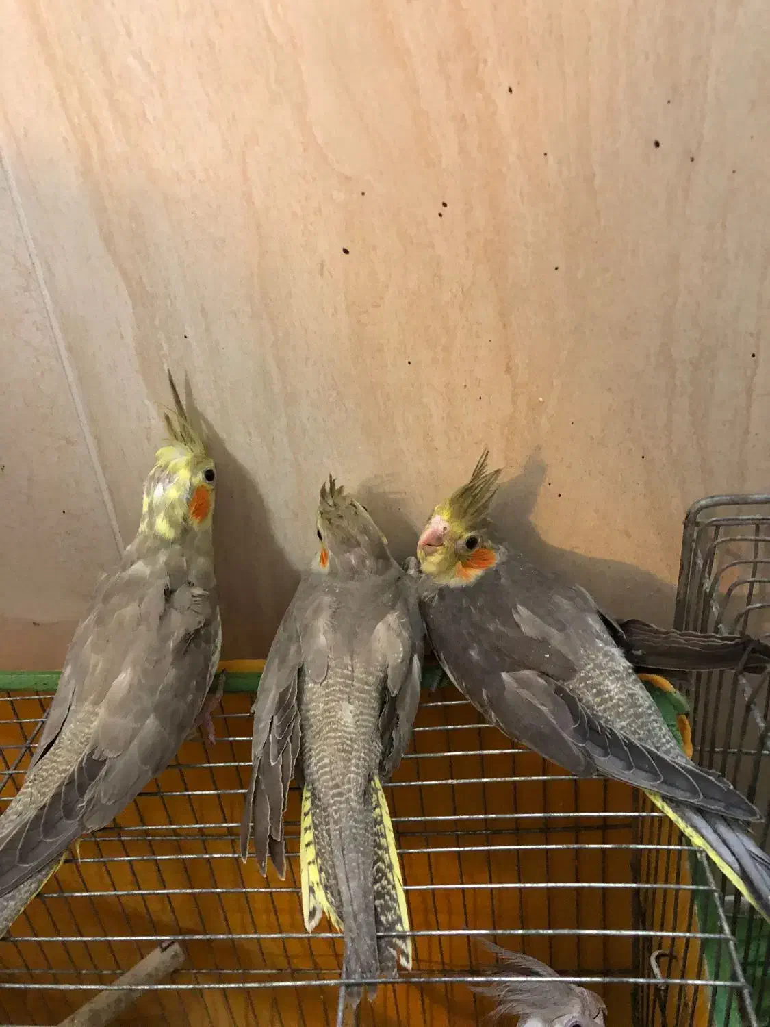 جوجه عروس هلندی|پرنده|دامغان, |دیوار