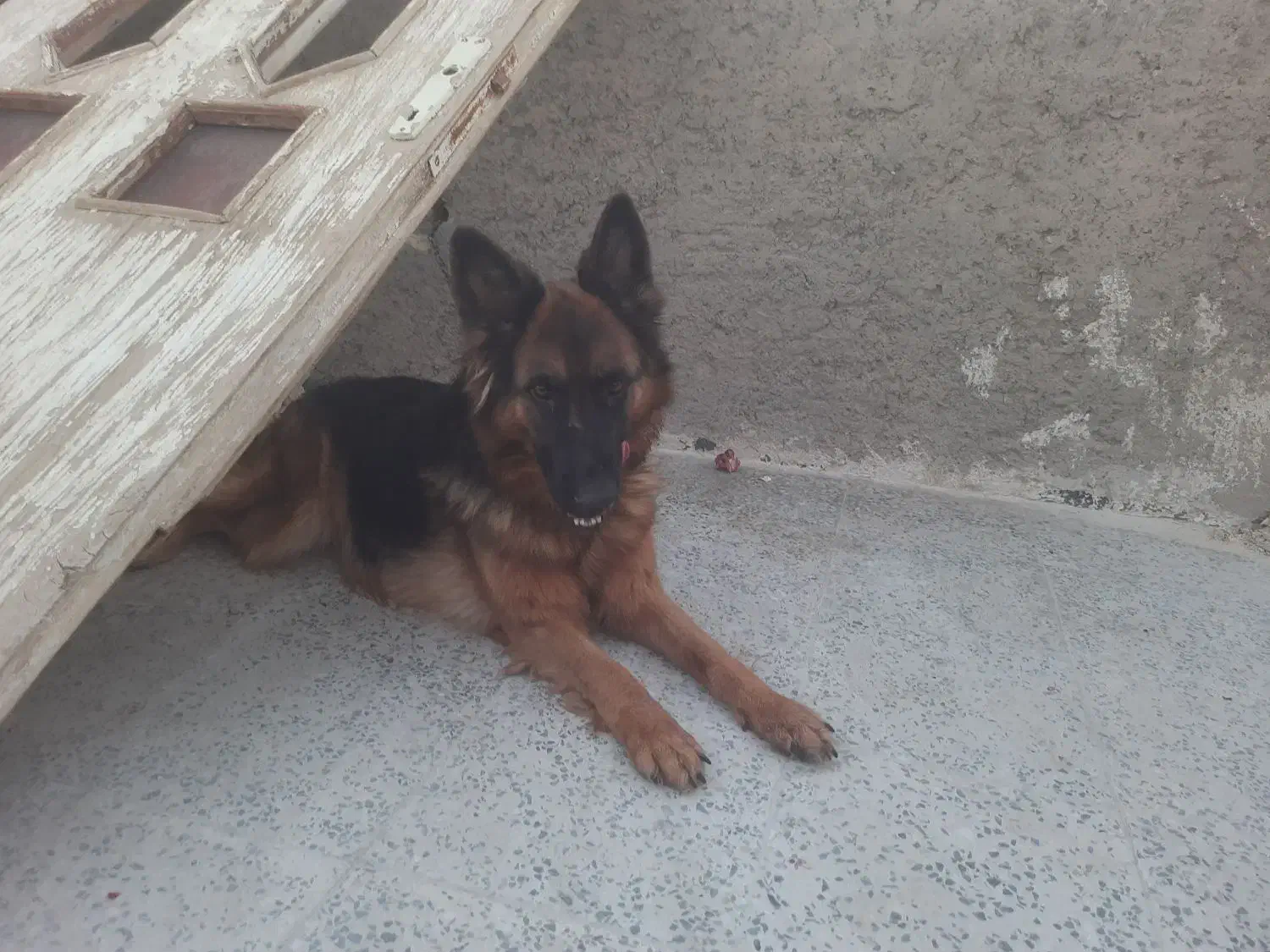 سگ شپر ماده ۲ ساله|سگ|پیر بکران, |دیوار