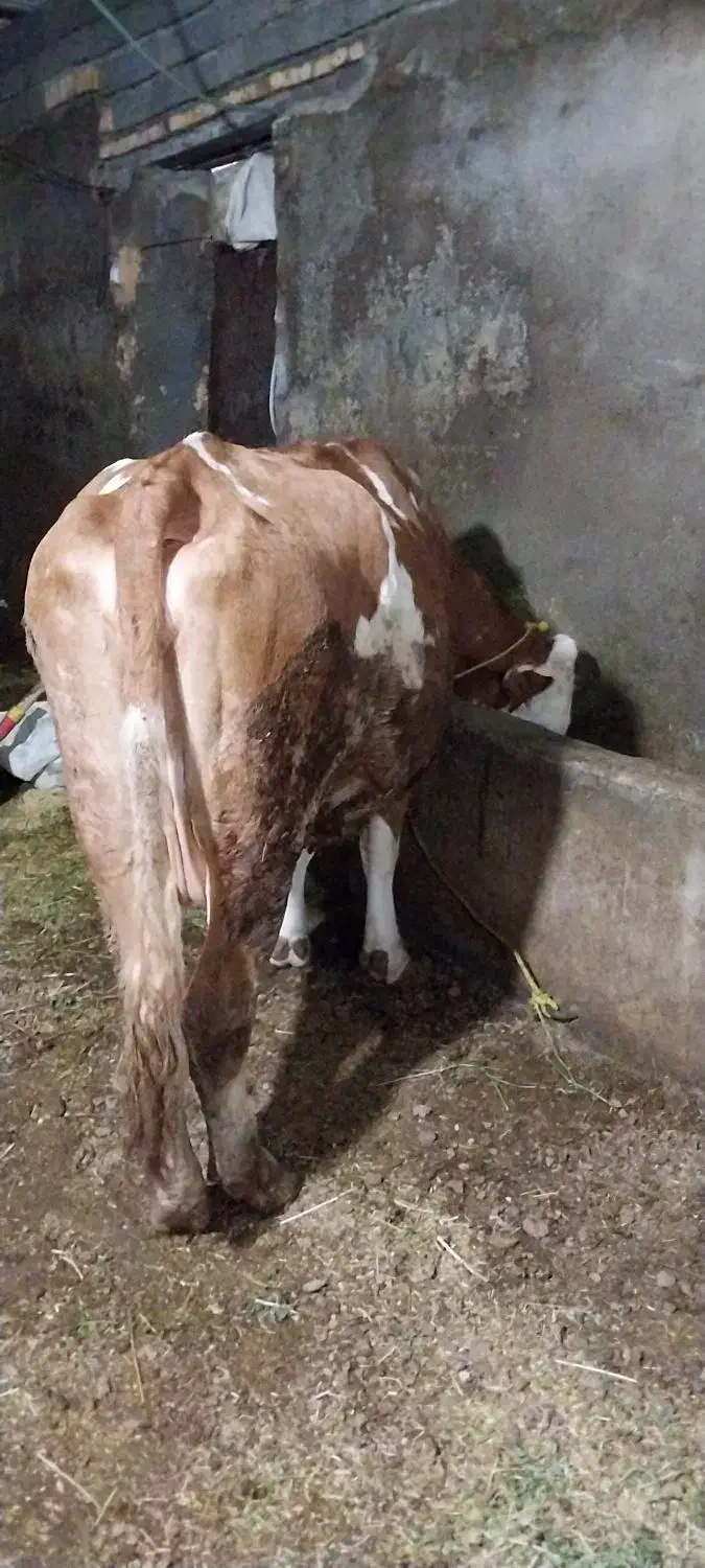 گاو‌شیری|حیوانات مزرعه|نظر کهریزی, |دیوار