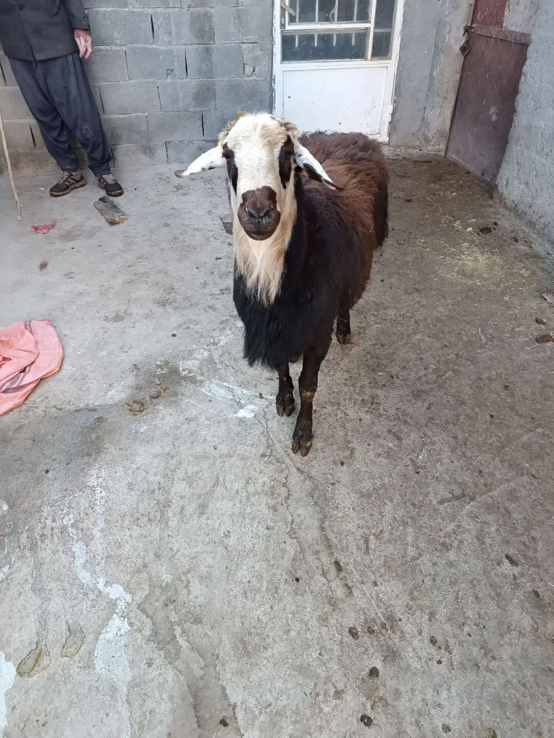 قوچ گوسفند|حیوانات مزرعه|سیلاخور, |دیوار