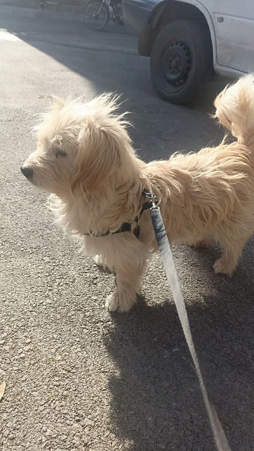 سگ شیتزوتری|سگ|بجنورد, |دیوار