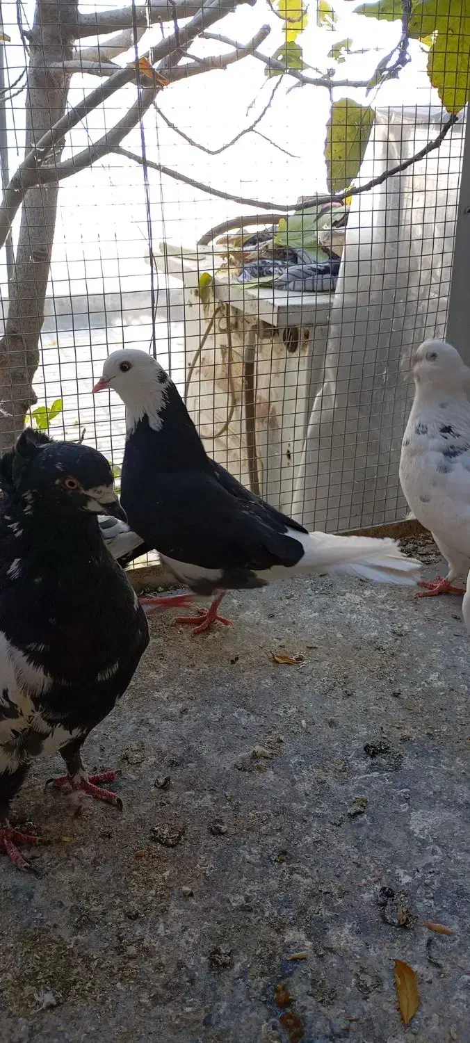 کفتر شازده،سینه دم سیاه|پرنده|نائین, |دیوار