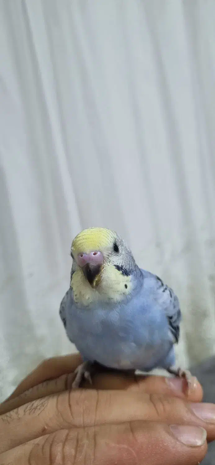 مرغ عشق|پرنده|رشت, پسیخان|دیوار