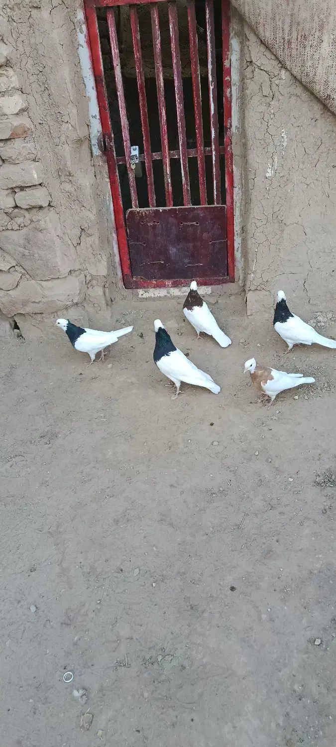 کبوتر طوقی|پرنده|عطاملک, |دیوار