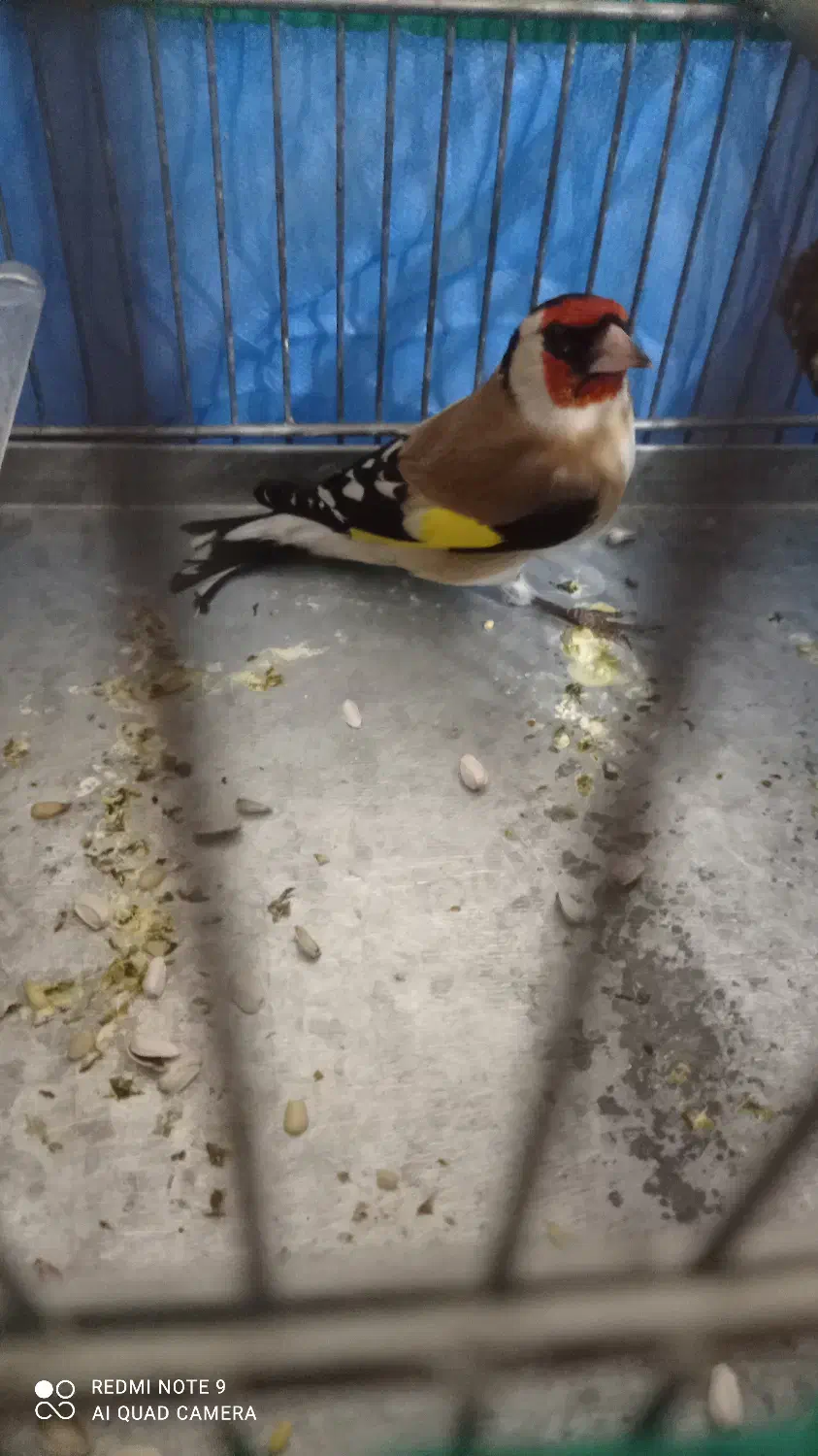 سیره|پرنده|کامیاران, |دیوار