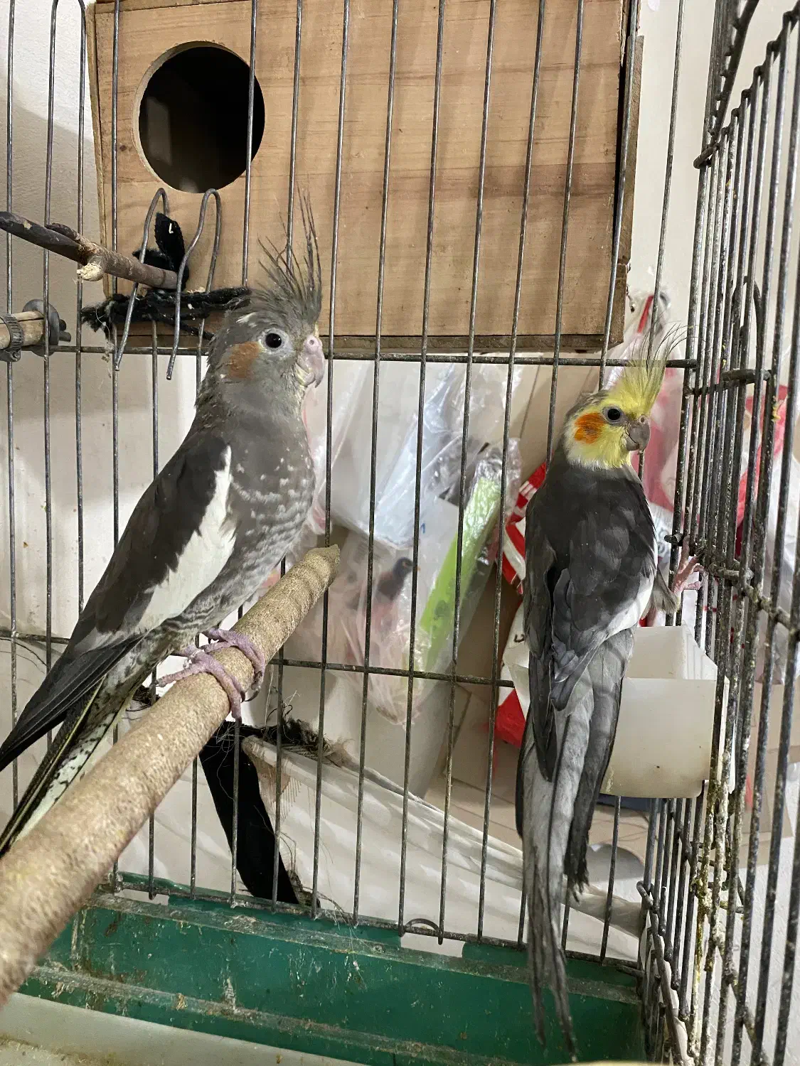 جوجه عروس هلندی|پرنده|پاکدشت, پاکدشت (مامازند)|دیوار