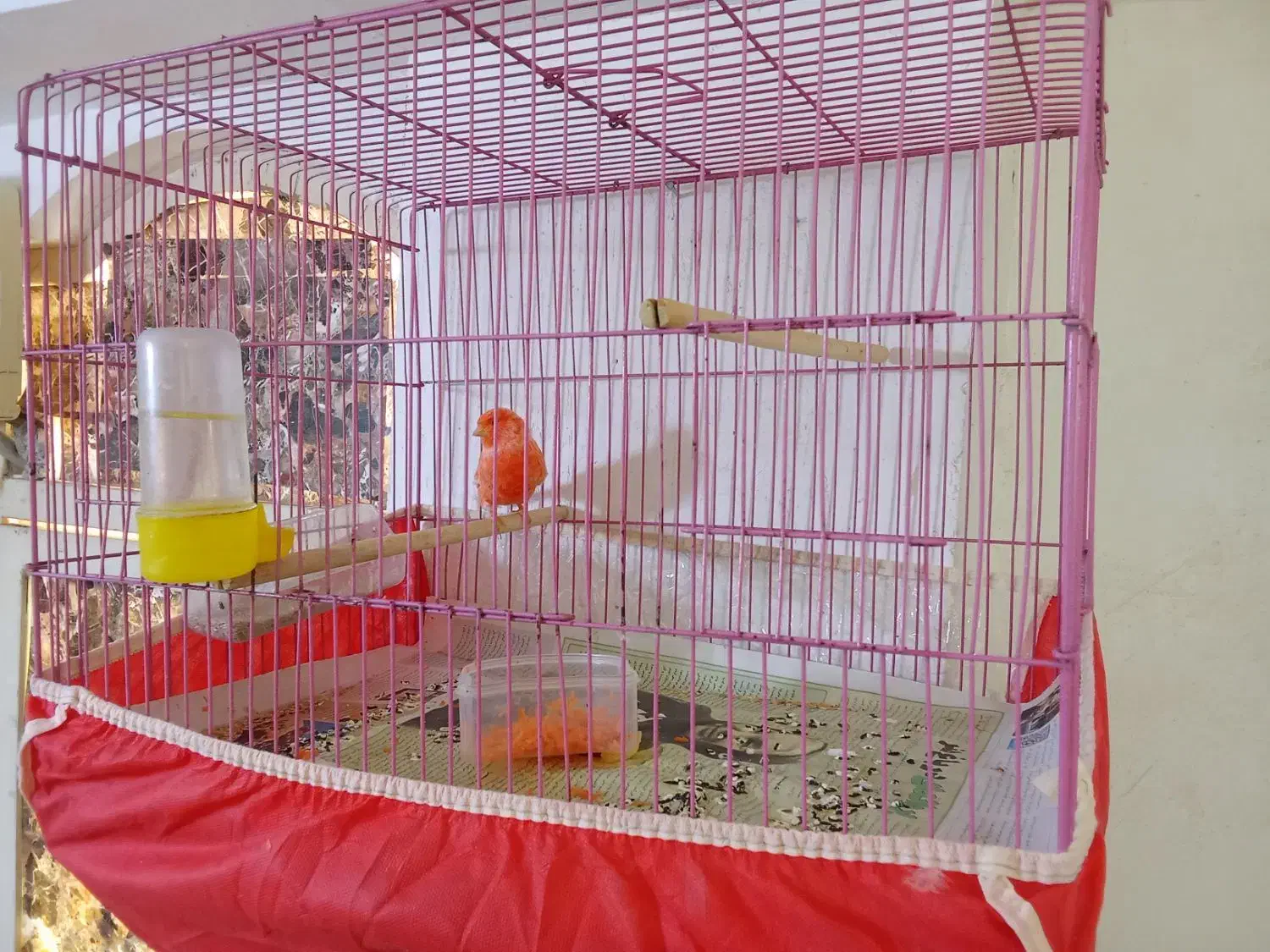 قناری صاف خوش هیگل نرریزخون معاوضه باقناری زردنر|پرنده|برازجان, |دیوار