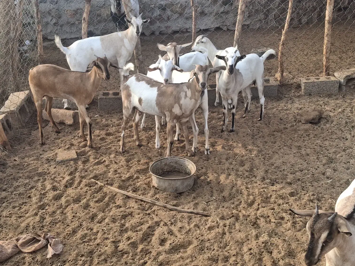 کهره و قوچ|حیوانات مزرعه|مهران (هرمزگان), |دیوار