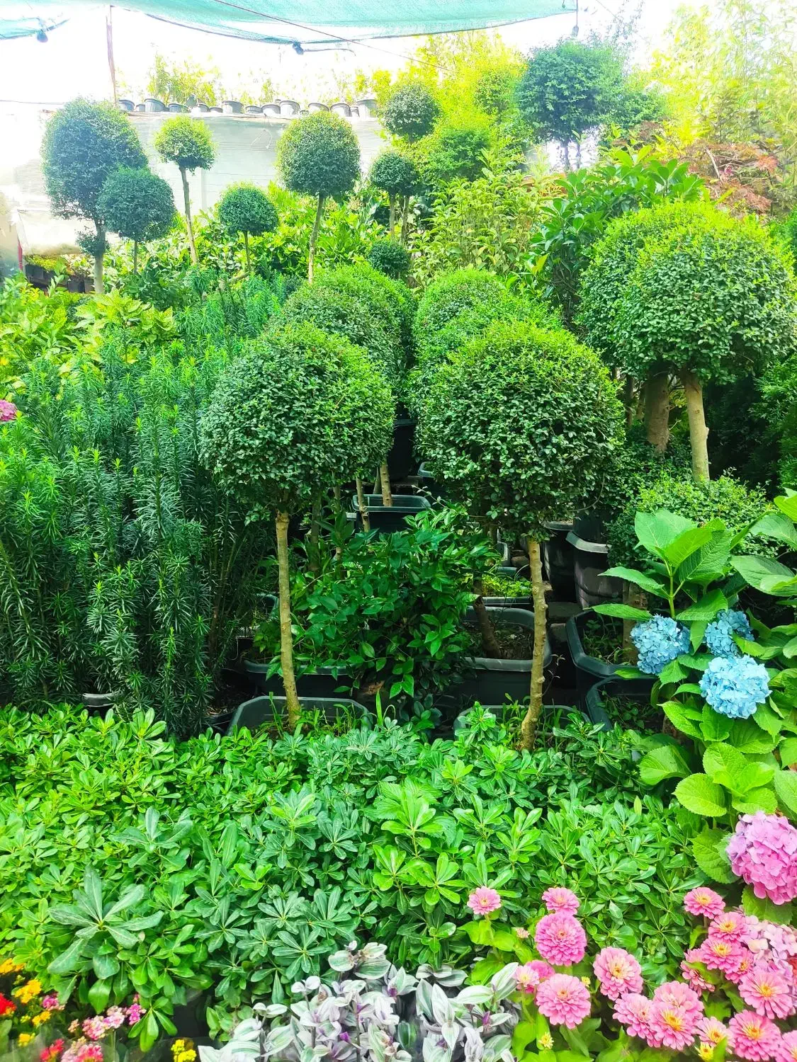 خدمات باغبانی سم پاشی سرتاسر تهران|خدمات باغبانی و درختکاری|تهران, گلستان (شهرک راه آهن)|دیوار