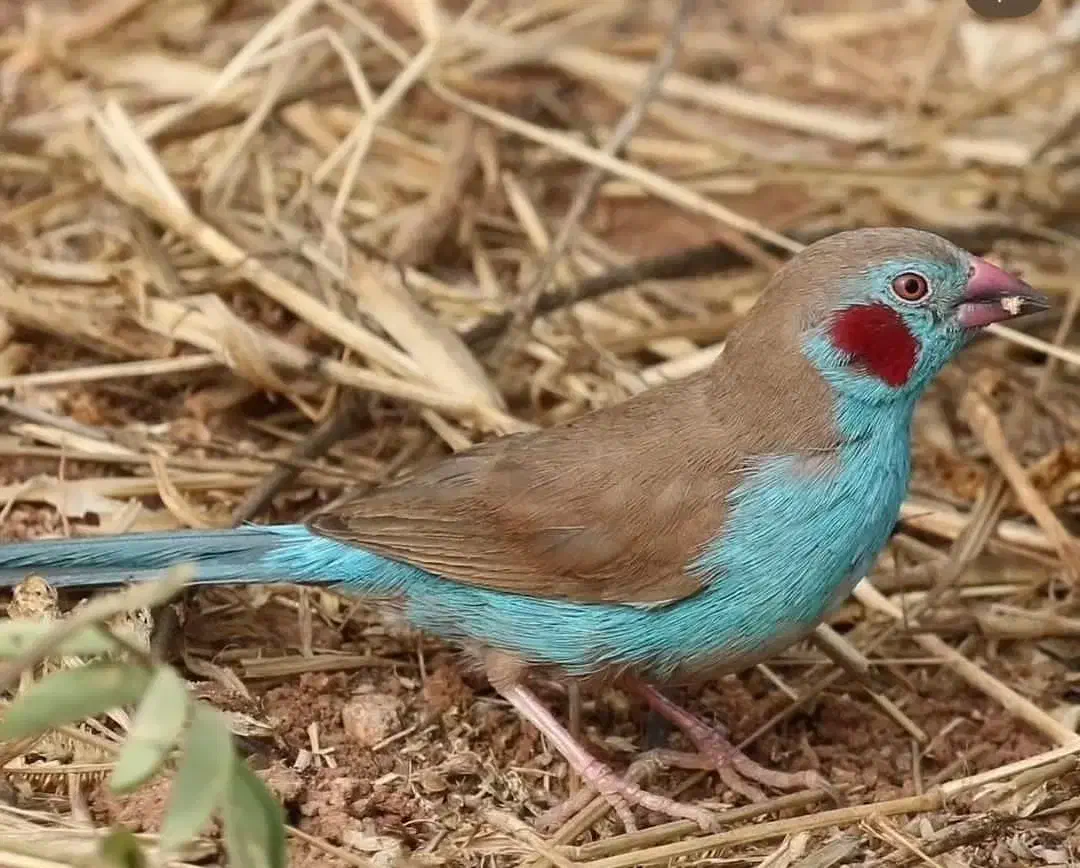 فنچ اروپایی|پرنده|تهران, کوی بیمه|دیوار