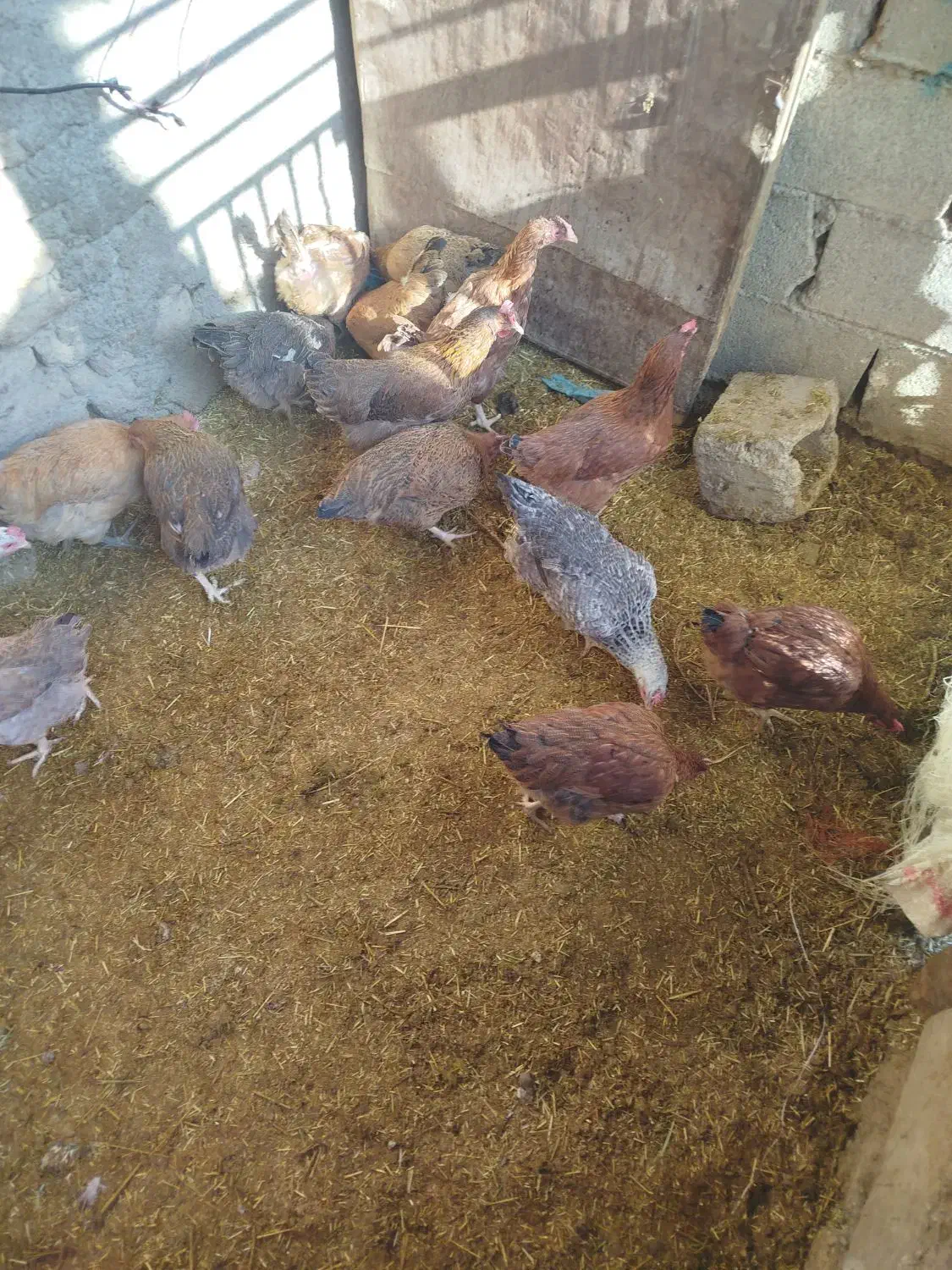 فروش مرغ|حیوانات مزرعه|اسدآباد, |دیوار