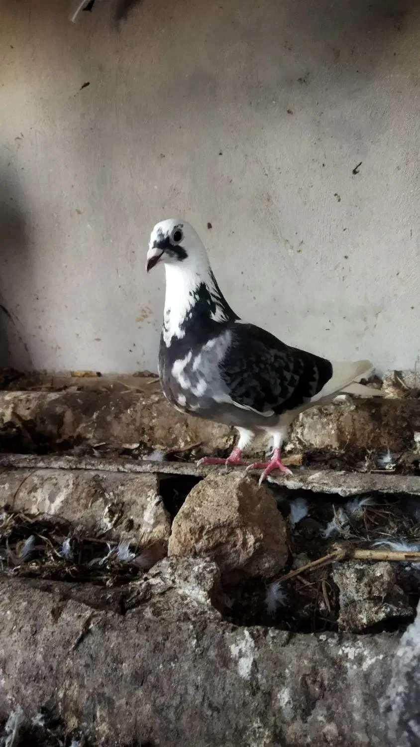 کبوتر ماده جان آردن مسافتی|پرنده|دابودشت, |دیوار