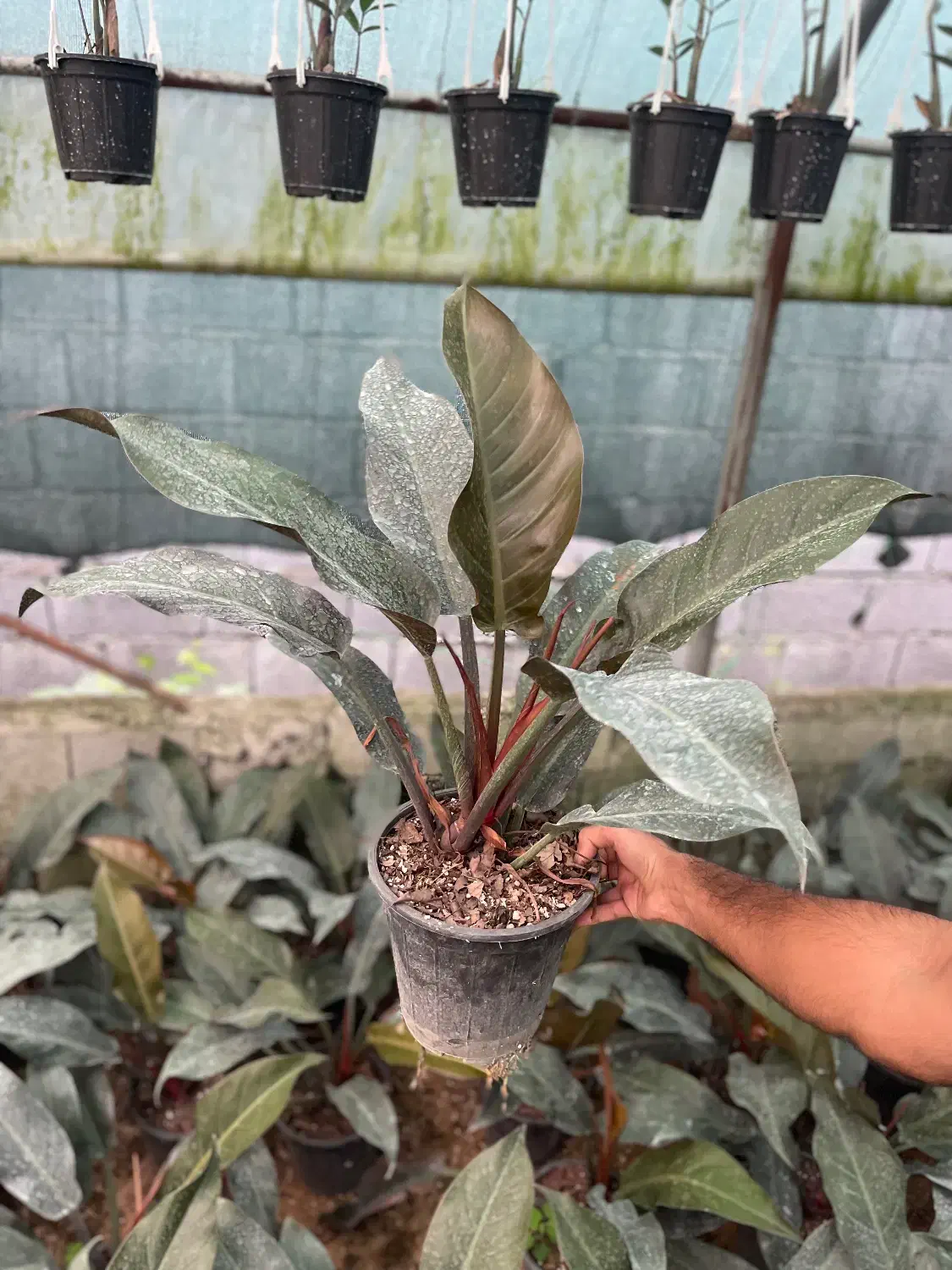 فیلو پرتقالی شاهزاده فیکوس بلک زامو سبز بلک سانس|گل و گیاه طبیعی|سلمان‌شهر, |دیوار