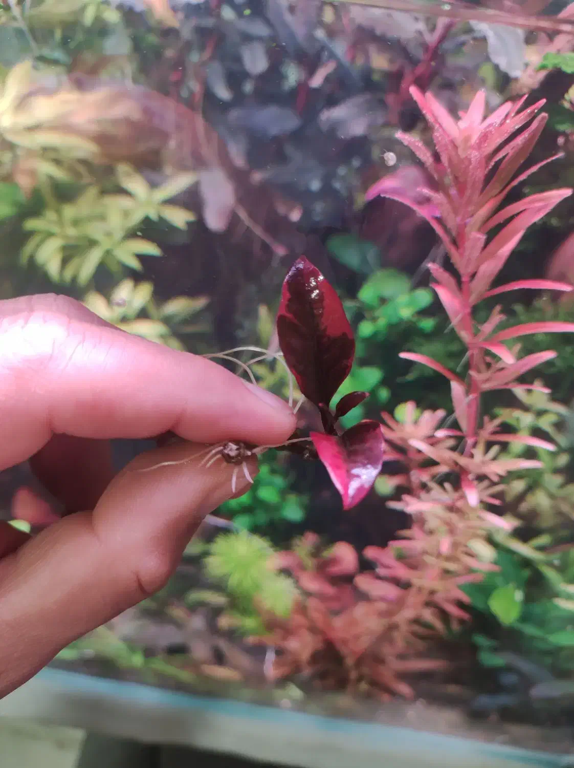 فروش اکواریوم و گیاه|ماهی|بندرعباس, |دیوار