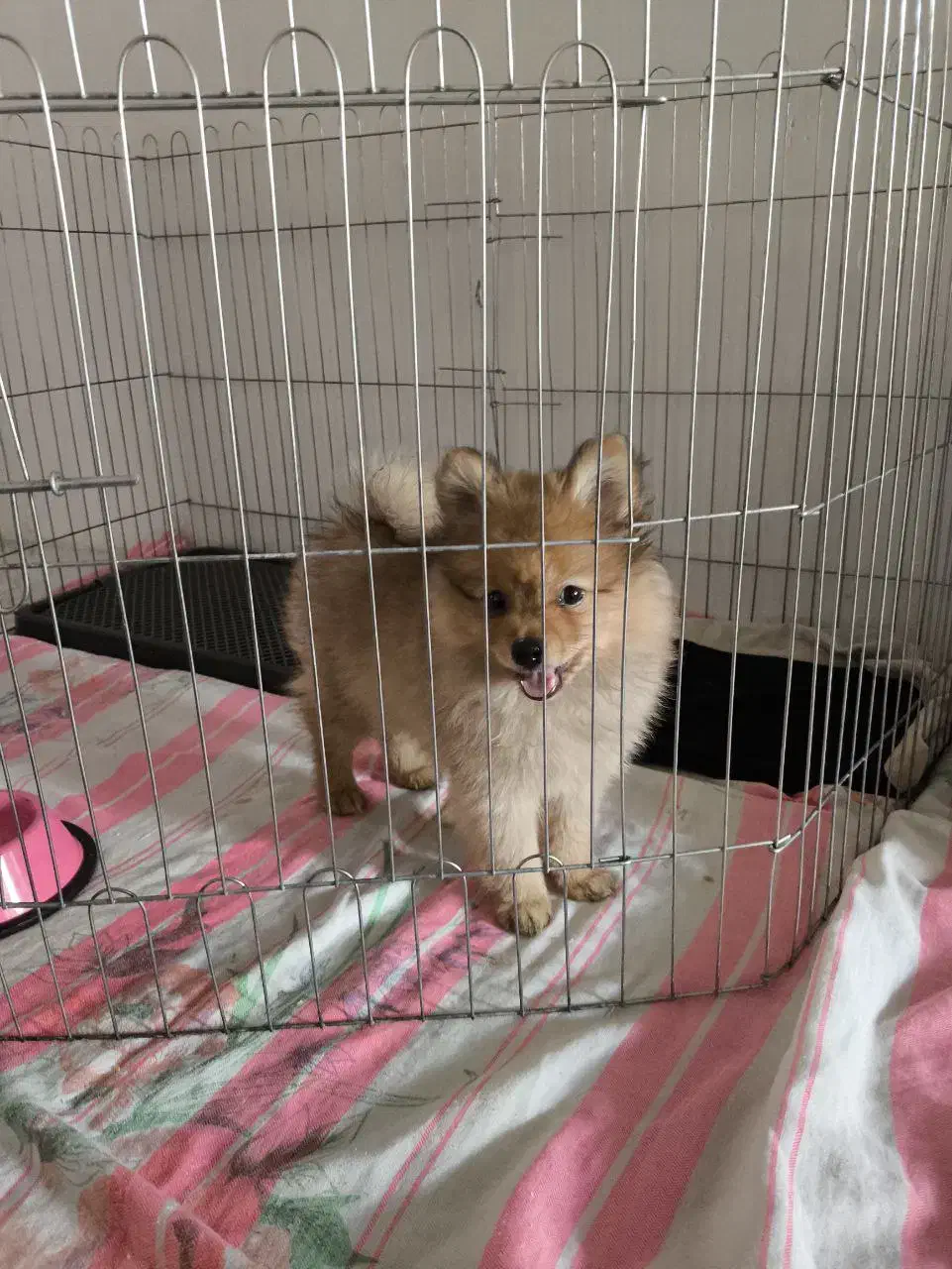 پامرانین خرسی|سگ|کرمانشاه, |دیوار