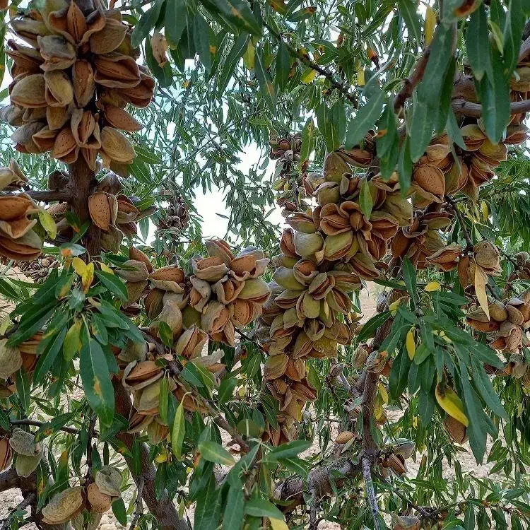 ارقام پر بار و مقاوم به سرما نهالستان پالیز|خدمات باغبانی و درختکاری|قزوین, |دیوار