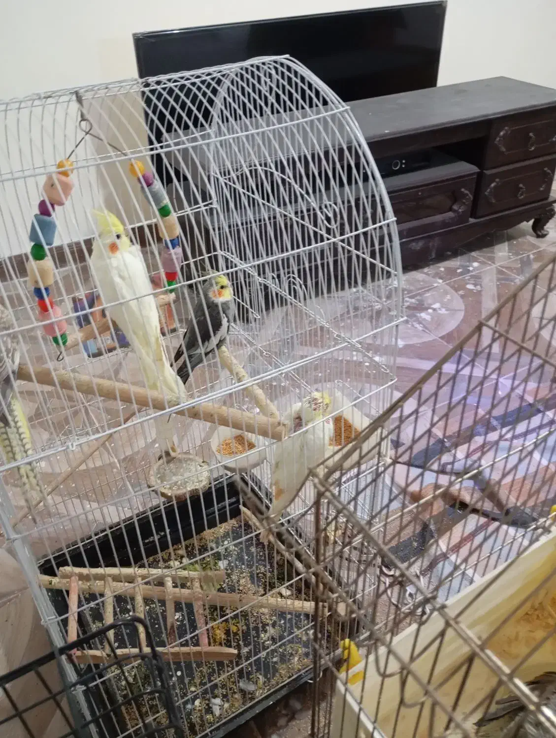 عروس هلندی|پرنده|هشتگرد, هشتگرد قدیم|دیوار