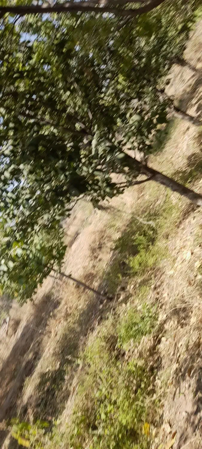 کود مرغ گوشتی|خدمات باغبانی و درختکاری|نیشابور, دربقاضی|دیوار