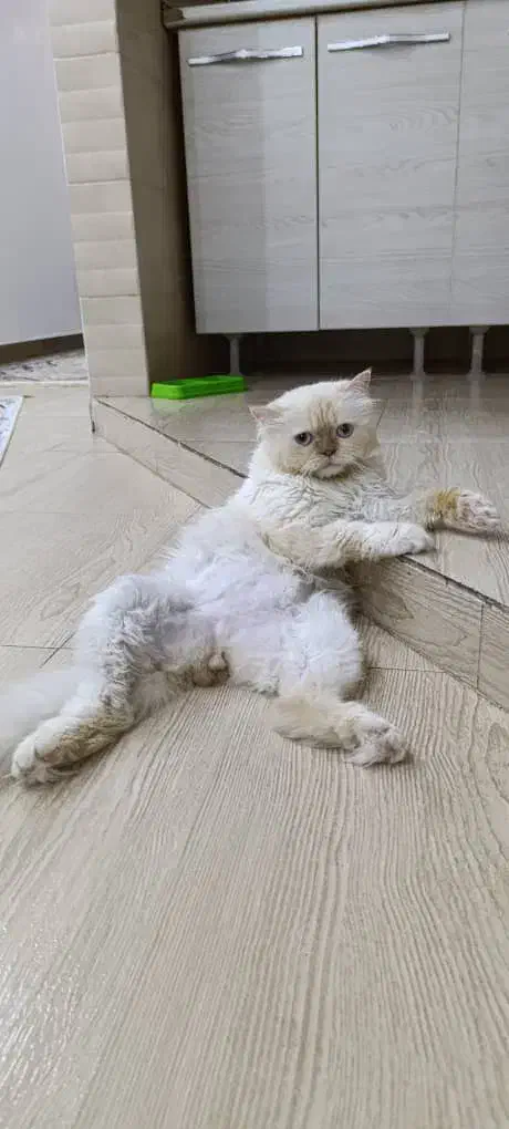 گربه پرشین|گربه|گنبد کاووس, |دیوار