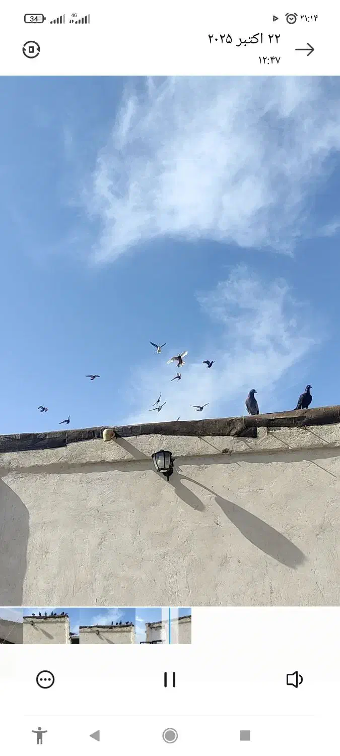 کفتر بوم|پرنده|رضویه, |دیوار