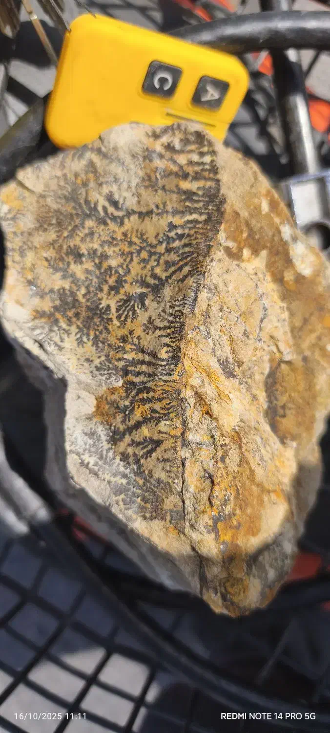 سنگ شجرکلکسیونی|کلکسیون اشیاء عتیقه|مشهد, هفده شهریور|دیوار