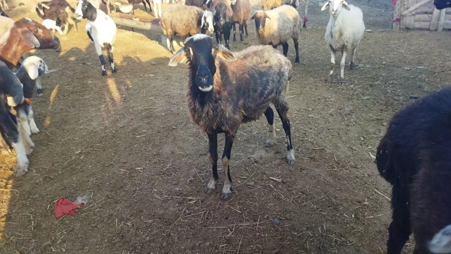 گوسفند بره داره . و ابستن|حیوانات مزرعه|سنگدوین, |دیوار